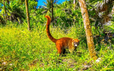 Koati koatileri, Playa del Carmen Quintana Roo Meksika 'daki tropikal ormanlarda yiyecek arıyor..