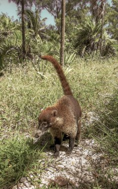 Koati koatileri, Playa del Carmen Quintana Roo Meksika 'daki tropikal ormanlarda yiyecek arıyor..