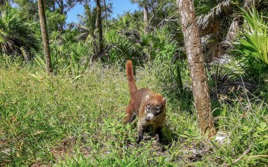 Koati koatileri, Playa del Carmen Quintana Roo Meksika 'daki tropikal ormanlarda yiyecek arıyor..