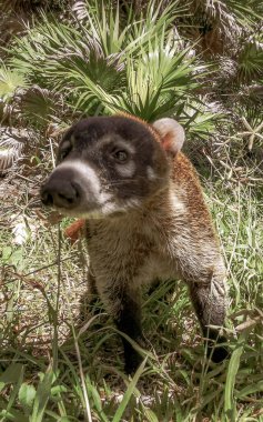 Koati koatileri, Playa del Carmen Quintana Roo Meksika 'daki tropikal ormanlarda yiyecek arıyor..