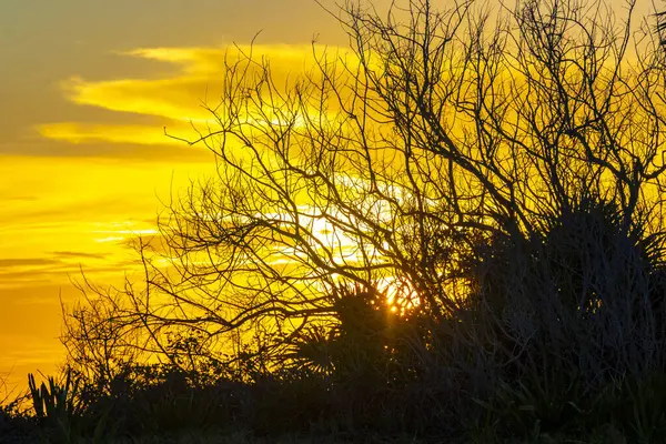 Playa del Carmen Quintana Roo Meksika 'da, tropikal Karayipler' de, palmiye ağaçlarının arkasında, renkli ve altın renkli bir günbatımı ve gün doğumu..
