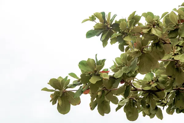 stock image Tropical tree Terminalia catappa sea almond with Nuts seeds in Playa del Carmen Quintana Roo Mexico.