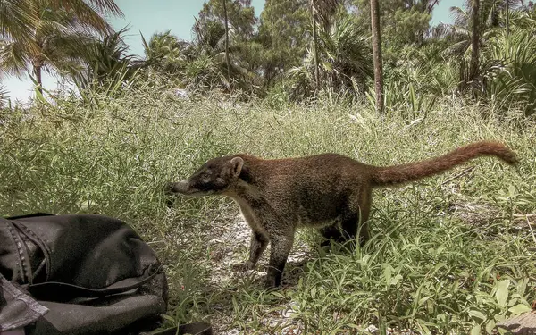 stock image Coati coatis on ground snuffling and search for food in tropical jungle in Playa del Carmen Quintana Roo Mexico.