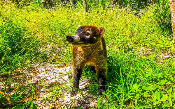 stock image Coati coatis on ground snuffling and search for food in tropical jungle in Playa del Carmen Quintana Roo Mexico.