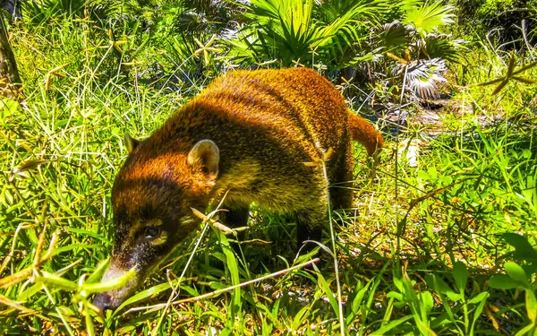 stock image Coati coatis on ground snuffling and search for food in tropical jungle in Playa del Carmen Quintana Roo Mexico.