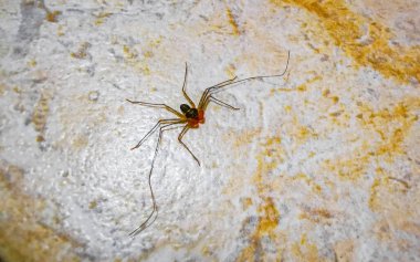 Playa del Carmen Quintana Roo Meksika 'daki Akrep Örümcek Mağarası Cenote Böceği.