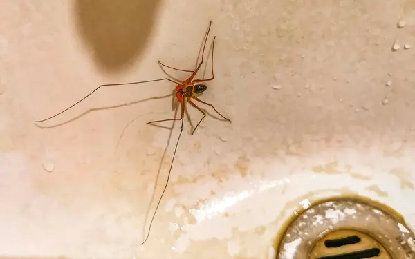 stock image Scorpion spider cave cenote insect in the sink washbasin in Playa del Carmen Quintana Roo Mexico.