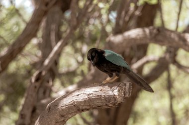 Yucatan jay bird birds in the tree top trees crown on a  branch in tropical jungle forest nature in Playa del Carmen Quintana Roo Mexico. clipart