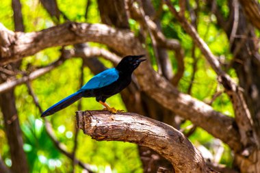 Ağaçların tepesindeki Yucatan kuş kuşları Playa del Carmen Quintana Roo Meksika 'daki tropikal orman ormanlarında bir dalda taç takıyor..