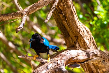 Yucatan jay bird birds in the tree top trees crown on a  branch in tropical jungle forest nature in Playa del Carmen Quintana Roo Mexico. clipart