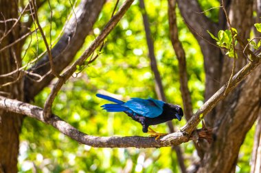 Yucatan jay bird birds in the tree top trees crown on a  branch in tropical jungle forest nature in Playa del Carmen Quintana Roo Mexico. clipart