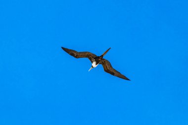 Fregat bird birds flock are flying around with blue sky clouds background in Playa del Carmen Quintana Roo Mexico.