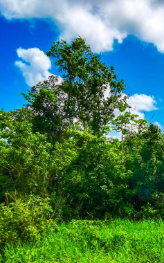Playa del Carmen Quintana Roo Meksika 'da tropikal doğa ve ağaçlar dikiyoruz..