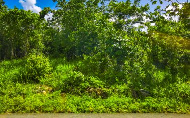 Playa del Carmen Quintana Roo Meksika 'da tropikal doğa ve ağaçlar dikiyoruz..