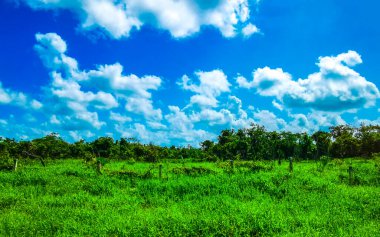 Playa del Carmen Quintana Roo Meksika 'da tropikal doğa ve ağaçlar dikiyoruz..