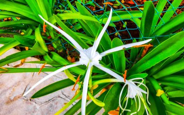 Hymenocallis Caribaea Karayip zambağı. Eşsiz bir tür beyaz çiçek. Playa del Carmen Quintana Roo Mexico 'da mavi yeşil doğa arka planında..