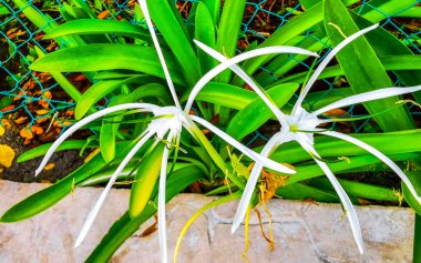 Hymenocallis caribaea caribbean spider lily unique style white flower on blue green nature background in Playa del Carmen Quintana Roo Mexico. clipart