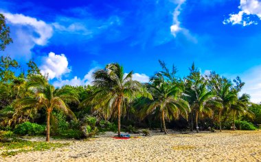 Playa del Carmen Quintana Roo Meksika 'da mavi gökyüzü ve orman ormanlarında bitki ağaçları ve köknar ağaçları olan tropikal Meksika Karayip plajı doğası..