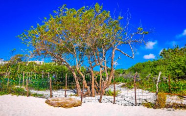 Dikenli tel çitlerin arkasında tropik Meksika Karayipleri doğası. Palmiye ağaçları ve orman ormanlarında köknar ağaçları. Playa del Carmen Meksika 'da mavi gökyüzü..