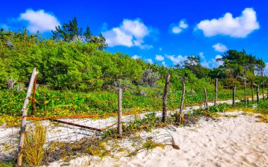 Dikenli tel çitlerin arkasında tropik Meksika Karayipleri doğası. Palmiye ağaçları ve orman ormanlarında köknar ağaçları. Playa del Carmen Meksika 'da mavi gökyüzü..