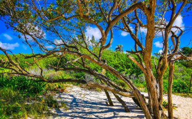 Playa del Carmen Quintana Roo Meksika 'da mavi gökyüzü ve orman ormanlarında bitki ağaçları ve köknar ağaçları olan tropikal Meksika Karayip plajı doğası..