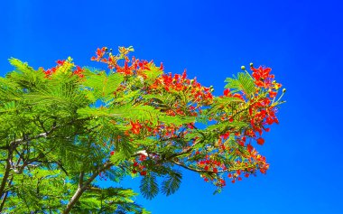 Flamboyant or Delonix Regia red flowers closeup. Beautiful tropical flame tree flowers. Royal Poinciana Tree or Flame Tree or Peacock Flower in Playa del Carmen Quintana Roo Mexico.