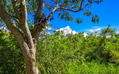 Playa del Carmen Quintana Roo Meksika 'da tropikal doğa ve ağaçlar dikiyoruz..