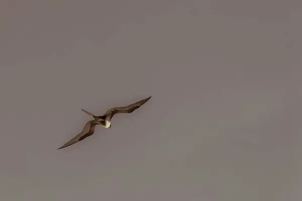 stock image Fregat bird birds flock are flying around with blue sky clouds background in Playa del Carmen Quintana Roo Mexico.