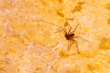 Playa del Carmen Quintana Roo Meksika 'daki Akrep Örümcek Mağarası Cenote Böceği.