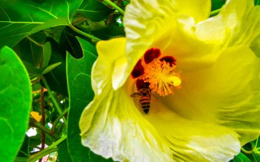 Honey bees fly and climb into the yellow blossom blossoms flowers flower on tree with green leaves in Playa del Carmen Mexico. clipart