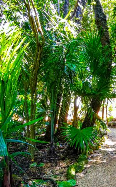 Karayip Playa del Carmen Quintana Roo Meksika 'daki bitki ve palmiye ağaçları arasındaki doğa ormanında tropik doğal yürüyüş yolu..