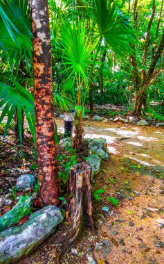 Karayip Playa del Carmen Quintana Roo Meksika 'daki bitki ve palmiye ağaçları arasındaki doğa ormanında tropik doğal yürüyüş yolu..