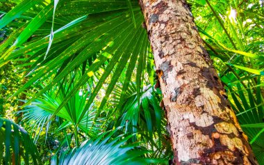 Playa del Carmen Quintana Roo Meksika 'da ilginç bir ağaç kabuğu.