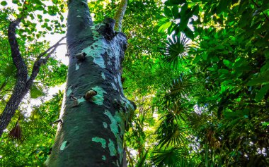 Playa del Carmen Quintana Roo Meksika 'da ilginç bir ağaç kabuğu.