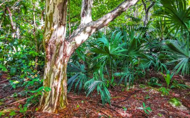 Playa del Carmen Quintana Roo Meksika 'da ilginç bir ağaç kabuğu.