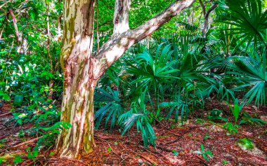 Tropical tree with interesting bark in the jungle in Playa del Carmen Quintana Roo Mexico. clipart