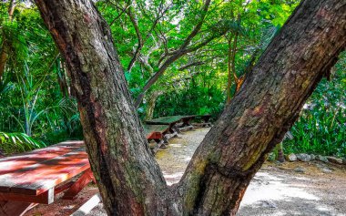 Playa del Carmen Quintana Roo Meksika 'da ilginç bir ağaç kabuğu.