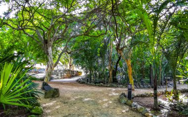 Karayip Playa del Carmen Quintana Roo Meksika 'daki bitki ve palmiye ağaçları arasındaki doğa ormanında tropik doğal yürüyüş yolu..