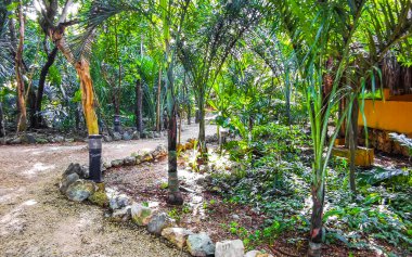 Karayip Playa del Carmen Quintana Roo Meksika 'daki bitki ve palmiye ağaçları arasındaki doğa ormanında tropik doğal yürüyüş yolu..