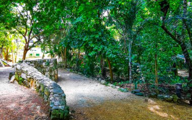 Karayip Playa del Carmen Quintana Roo Meksika 'daki bitki ve palmiye ağaçları arasındaki doğa ormanında tropik doğal yürüyüş yolu..