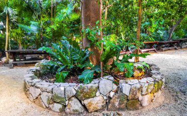 Playa del Carmen Quintana Roo Meksika 'daki tropik park ormanlarında dikenleri olan büyük, güzel Kapok ağacı Ceiba ağacı..