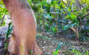 Huge beautiful Kapok tree Ceiba tree that looks like a pregnant woman with a belly in tropical park jungle forest in Playa del Carmen Quintana Roo Mexico. clipart