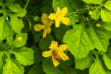 Honey bees fly and climb into the yellow blossom blossoms flowers flower on tree with green leaves in Playa del Carmen Mexico. clipart