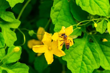Bal arıları uçar ve sarı çiçeğe tırmanır. Çiçekler, ağaçta çiçek açar. Playa del Carmen Meksika 'da yeşil yapraklarla..
