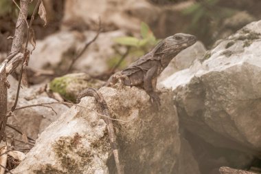 Huge Iguana lizard gecko animal sits on rock at the natural tropical jungle and forest in Playa del Carmen Quintana Roo Mexico. clipart