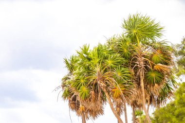 Palmiye ağacı tohum bırakır tropik yeşil egzotik meyveler ve Karayipler 'de Maya palmiyeleri yağmur ormanlarında Playa del Carmen Quintana Roo Meksika.