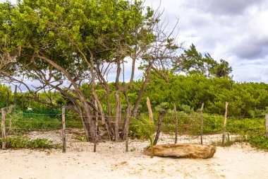 Playa del Carmen Quintana Roo Meksiko 'da mavi gökyüzü ve orman ormanlarında bitki ağaçları ve köknar ağaçları olan tropik Meksika Karayip plajı doğası..