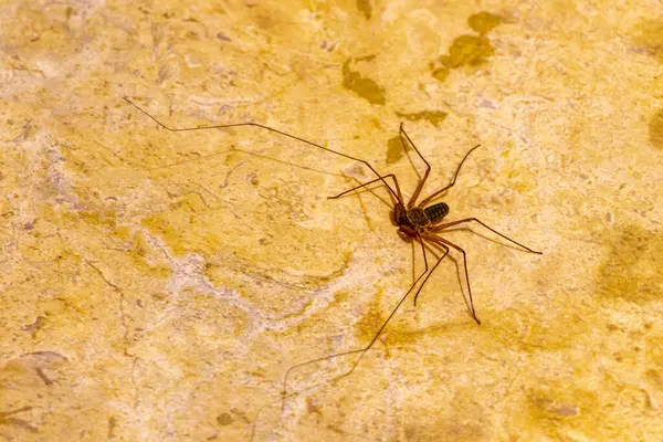 stock image Scorpion spider cave cenote insect on the ground in Playa del Carmen Quintana Roo Mexico.