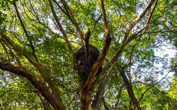 stock image Large round termite nest on tree and branches in the jungle tropical nature in Playa del Carmen Quintana Roo Mexico.