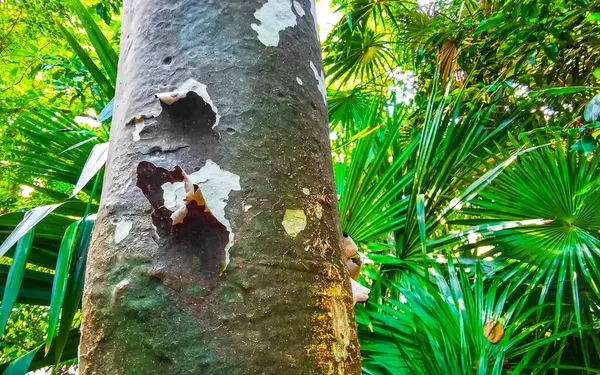 stock image Tropical tree with interesting bark in the jungle in Playa del Carmen Quintana Roo Mexico.